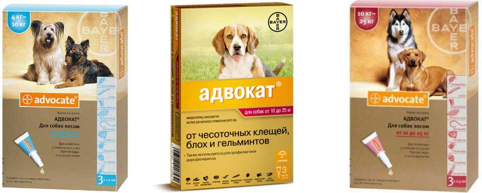 Адвокат ветеринарный препарат. капли адвокат для собак: инструкция по применению