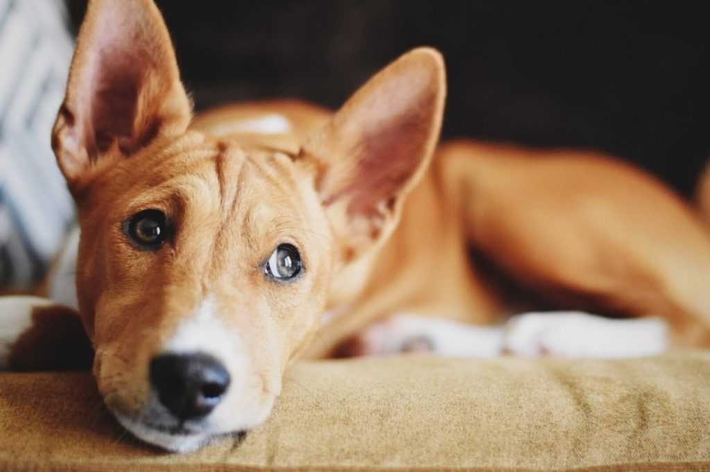 14 породы собак без запаха псины: неужели и вправду не пахнут и не линяют?
