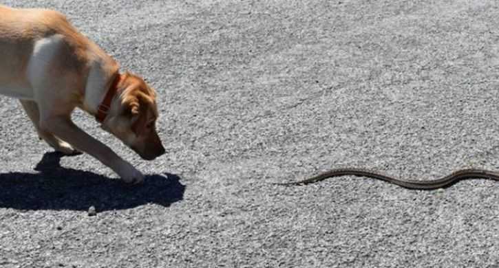 Змея укусила собаку — что делать и как лечить?