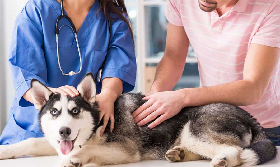 Кашель у собак: причины - симптомы - лечение