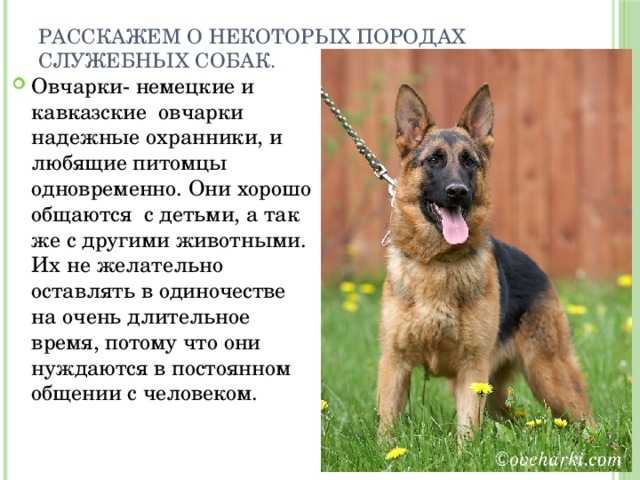 Кавказская овчарка: все о собаке, фото, описание породы, характер, цена