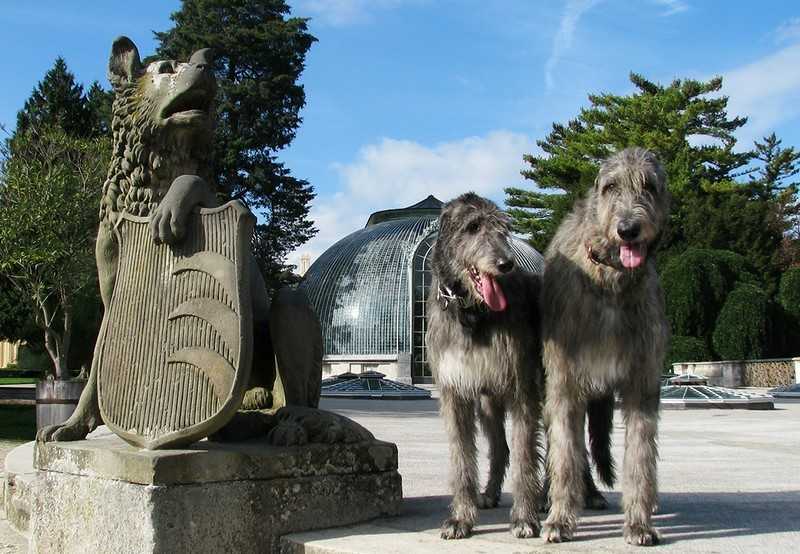 47 памятников собакам с фото