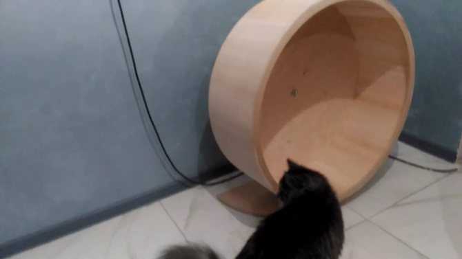 Лежанка для кошки своими руками - пошаговая инструкция изготовления из подручных материалов, виды конструкций (фото + видео)