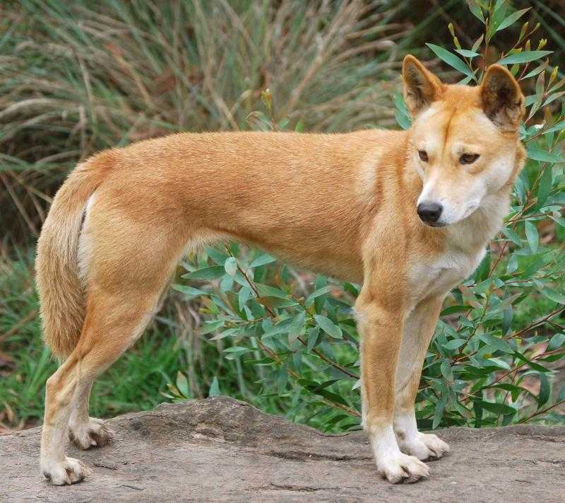 Среда обитания и описание внешности диких австралийских собак динго