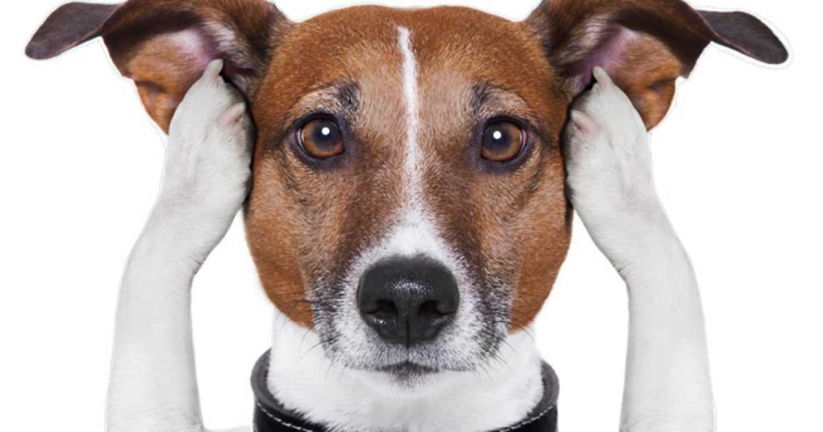 Чем снять раздражение после стрижки собак