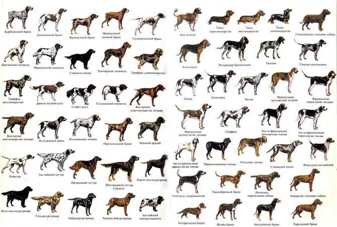 Охотничьи собаки: породы с фотографиями и названиями