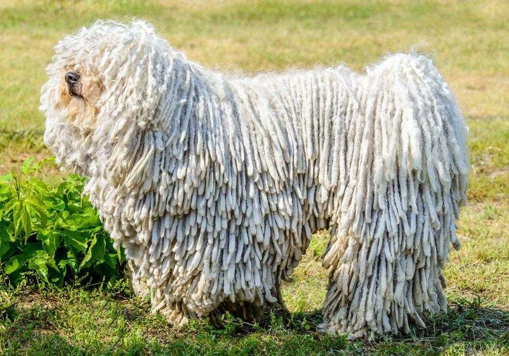Описание породы собак бергамская овчарка (бергамаско) с отзывами владельцев и фото