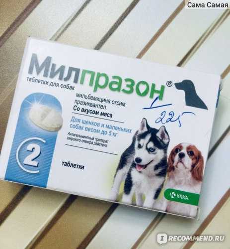 Милпразон для собак: инструкция по применению, назначение и дозировка антигельминтного препарата
