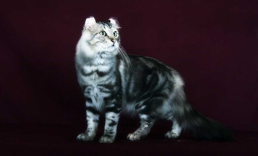 Американский керл (39 фото): описание кошки породы американский керл. короткошерстные и длинношерстные котята. коты черного, рыжего и другого окраса