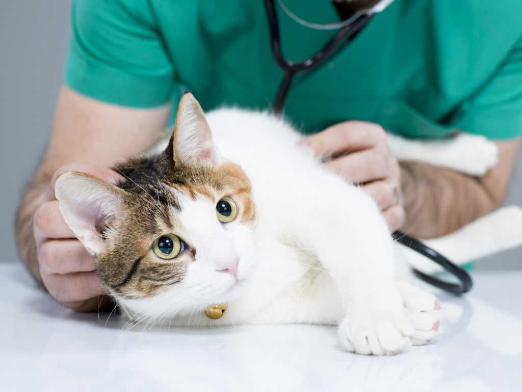 Болезни кошек: симптомы и лечение основных заболеваний | нпк "скифф"