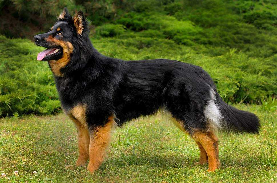 Азорская пастушья собака: содержание дома, фото, купить, видео, цена
