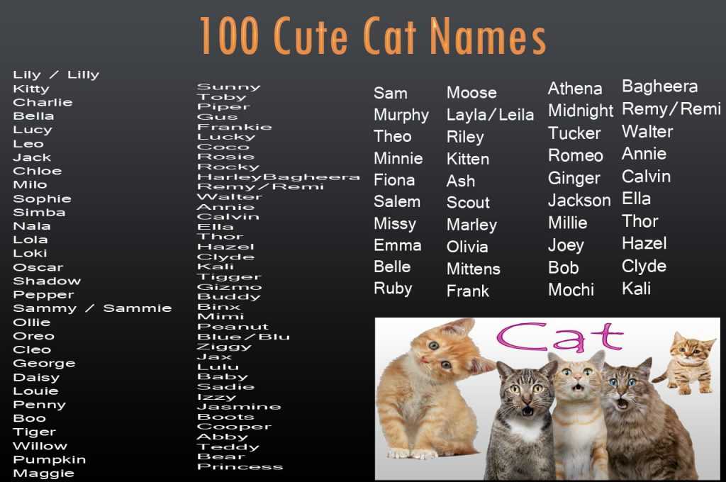 Имена для котов, кошек, котят. клички для мальчиков и девочек на буквы от "а" до "я". питомник "elite british"