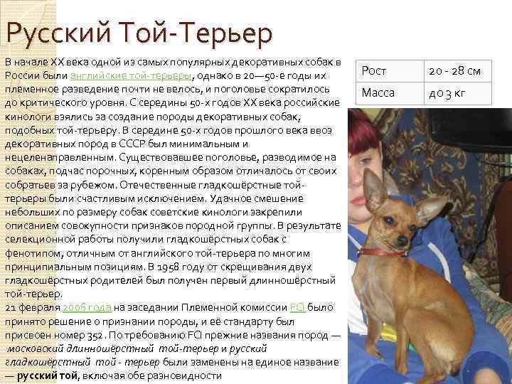 Тайский риджбек 🐶 фото, описание, характер, факты, плюсы, минусы собаки ✔