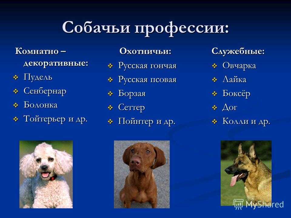 Породы собак с фото и названиями. фотографии и описания пород собак.