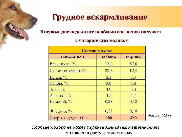 Чем кормить собак возрастом от 1-6 лет, мелких, средних и крупных пород