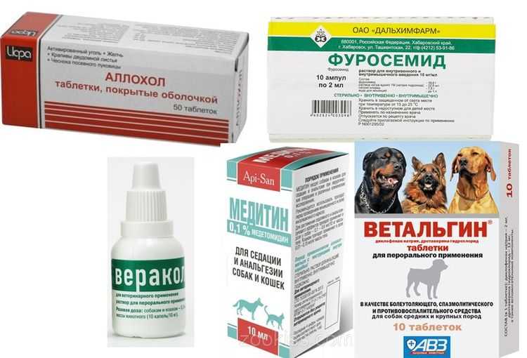 11 болезней глаз у собак: чем лечить, какие лекарствва давать в домашних условиях - kotiko.ru