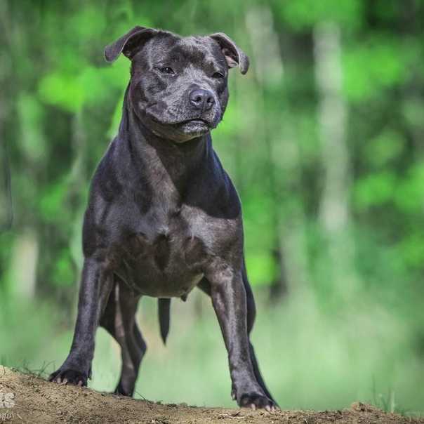 Американский стаффордширский терьер собака. описание, особенности, уход и цена породы | sobakagav.ru