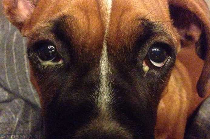Почему у собаки красные глаза? | блог ветклиники "беланта"