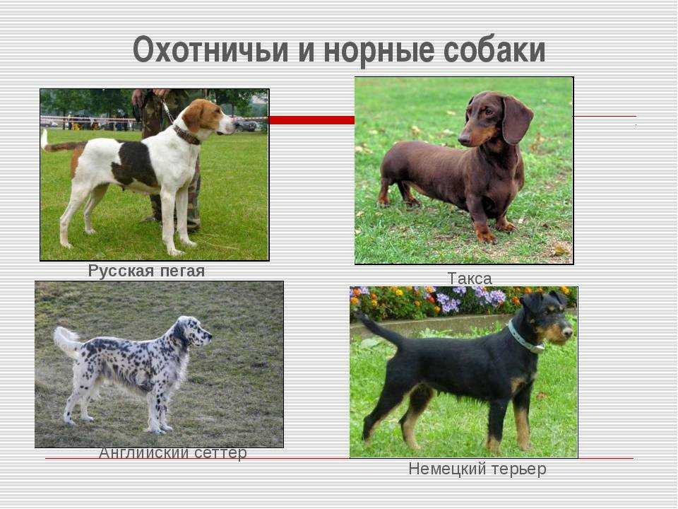 Породы собак: названия, описание и фотографии