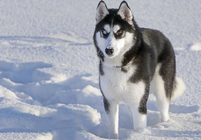 Настоящий северный волк – сибирский хаски