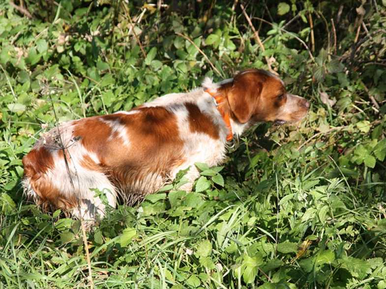 Бретонский эпаньоль – фото собаки, стандарт породы, цена щенка