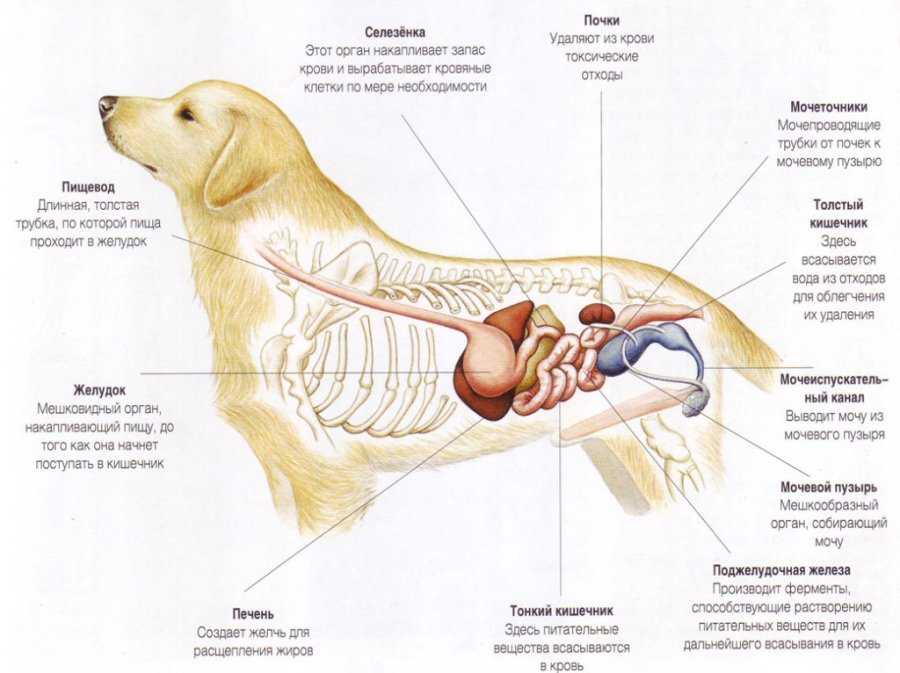 Можно ли собаке селезенку. Строение лабрадора внутреннее. Схема органов пищеварения собаки. Анатомия внутренних органов шпица. Строение пищеварительной системы щенка.