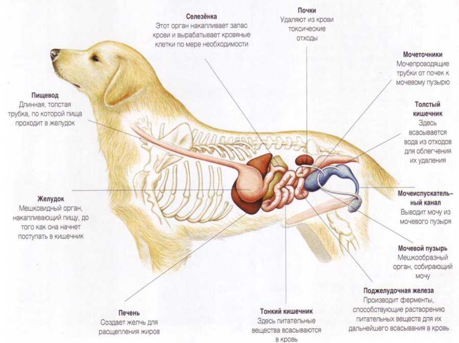 Где находится собака. Анатомия пищеварительной системы собаки. Пищеварительная система собаки схема. Система пищеварения собаки схема. Желудочно кишечный тракт собаки анатомия.