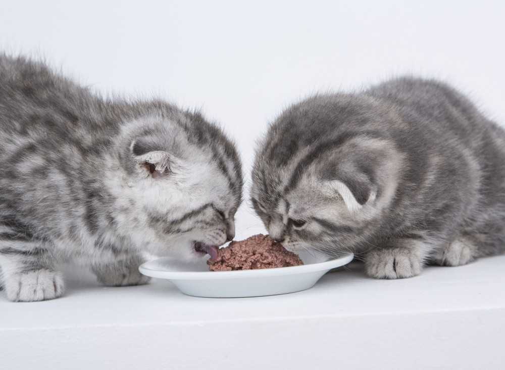 Как часто и чем кормить шотландских котят, выбор типа питания