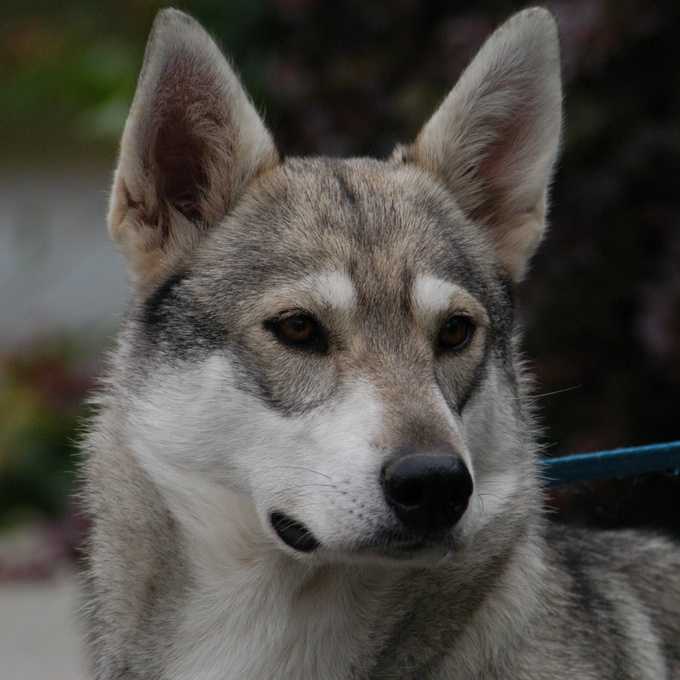 Северная инуитская собака: характеристики породы, фото, характер, правила ухода и содержания
