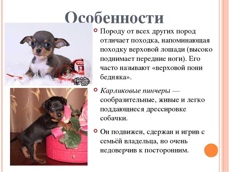 Одис: порода собак для домашнего разведения