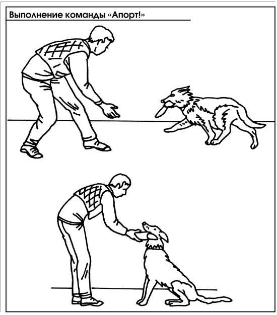 Как научить собаку команде «ко мне»: простые способы обучения щенка и взрослой собаки