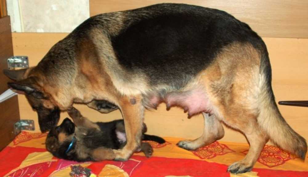 Беременность у собак: сроки, периоды и особенности вынашивания щенков у разных пород