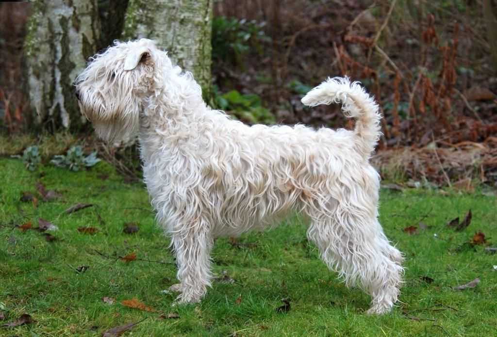Ирландский сеттер собака. описание, особенности, уход и цена ирландского сеттера