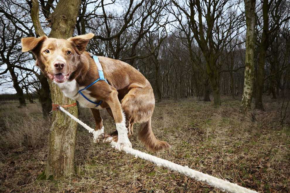 Топ-20: рекорды собак в книге рекордов гиннеса