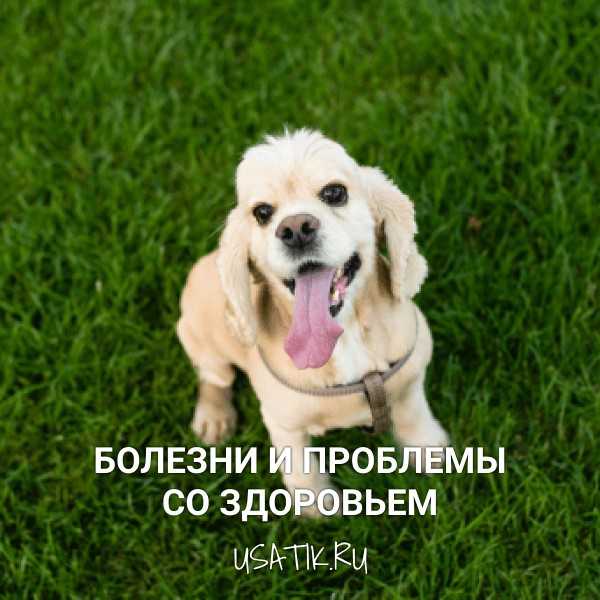 Бладхаунд собака. описание, особенности, уход и цена бладхаунда | sobakagav.ru