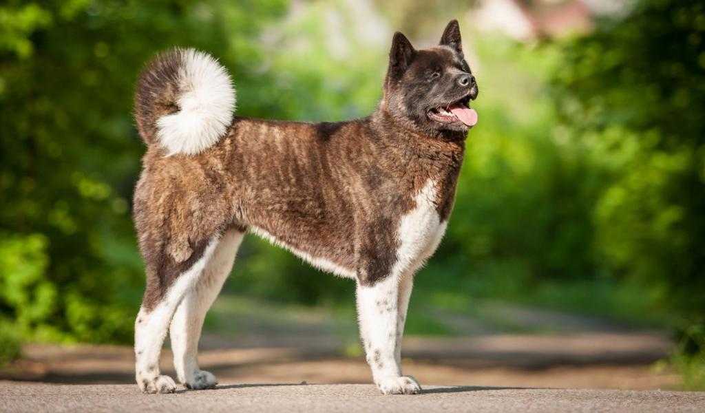 Шиба-ину собака. описание, особенности, цена, уход и содержание породы шиба-ину