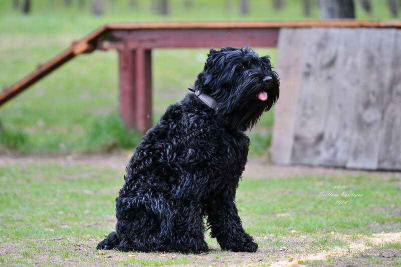 Русский черный терьер собака. описание, особенности, уход и цена породы