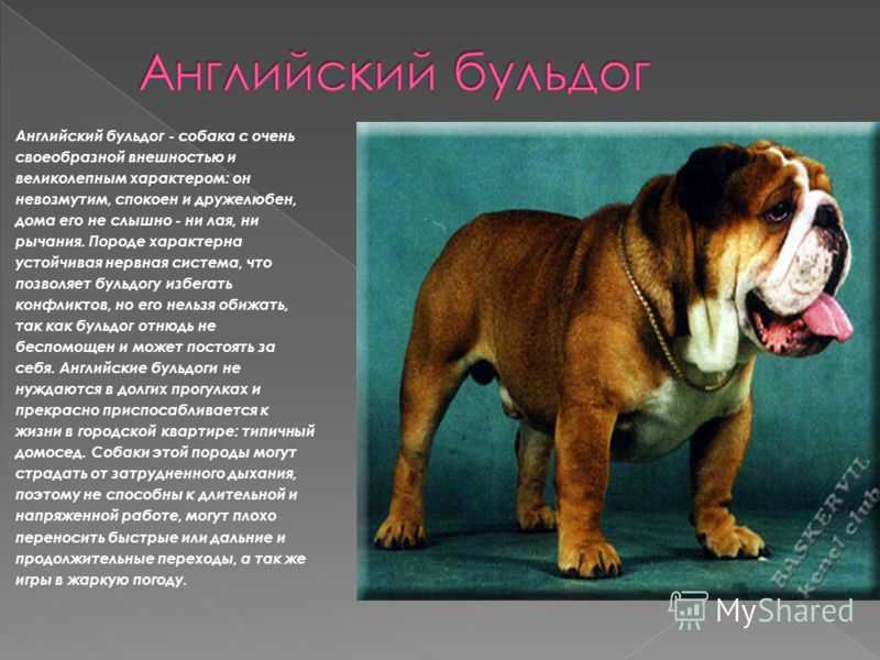 Английские породы собак: полный обзор с фотографиями и названиями. любимая собака английской королевы: порода
