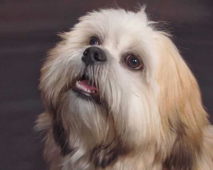 Лхаса апсо: фото, описание породы, отличия от других собак, болезни, уход