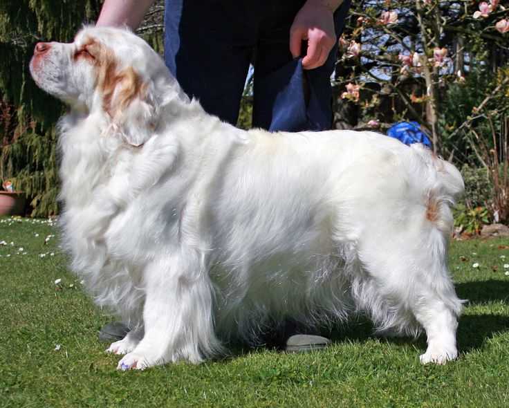 Кламбер спаниель собака. описание, особенности, уход и цена породы