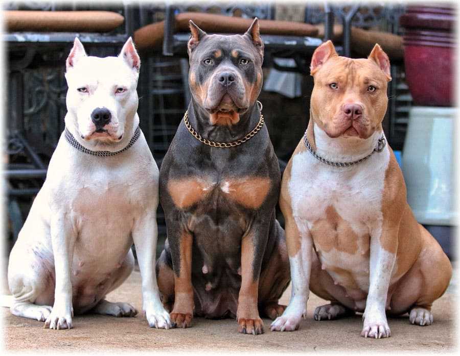 Мифы и правда о бойцовских породах собак