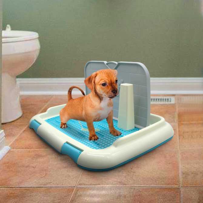 Туалет для собак больших и маленьких пород (со столбиком и с травкой). как приучить собаку к лотку и как его выбрать