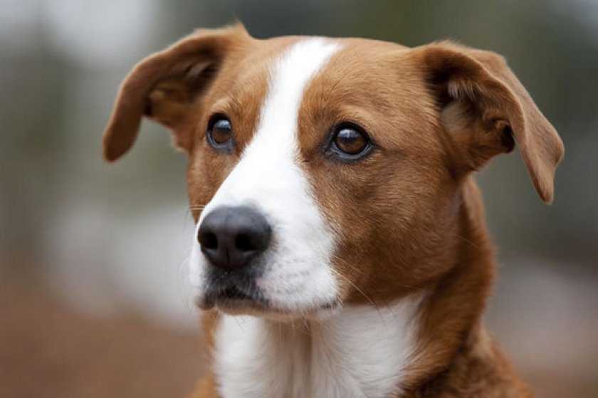Собаки породы пинчер — на заметку собаководам