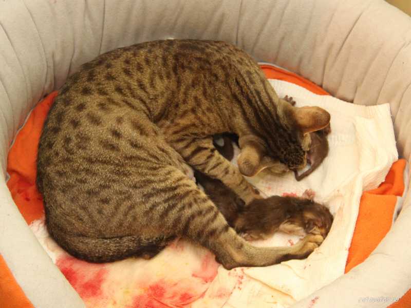 Как помочь кошке родить, если она не справляется самостоятельно | блог ветклиники "беланта"