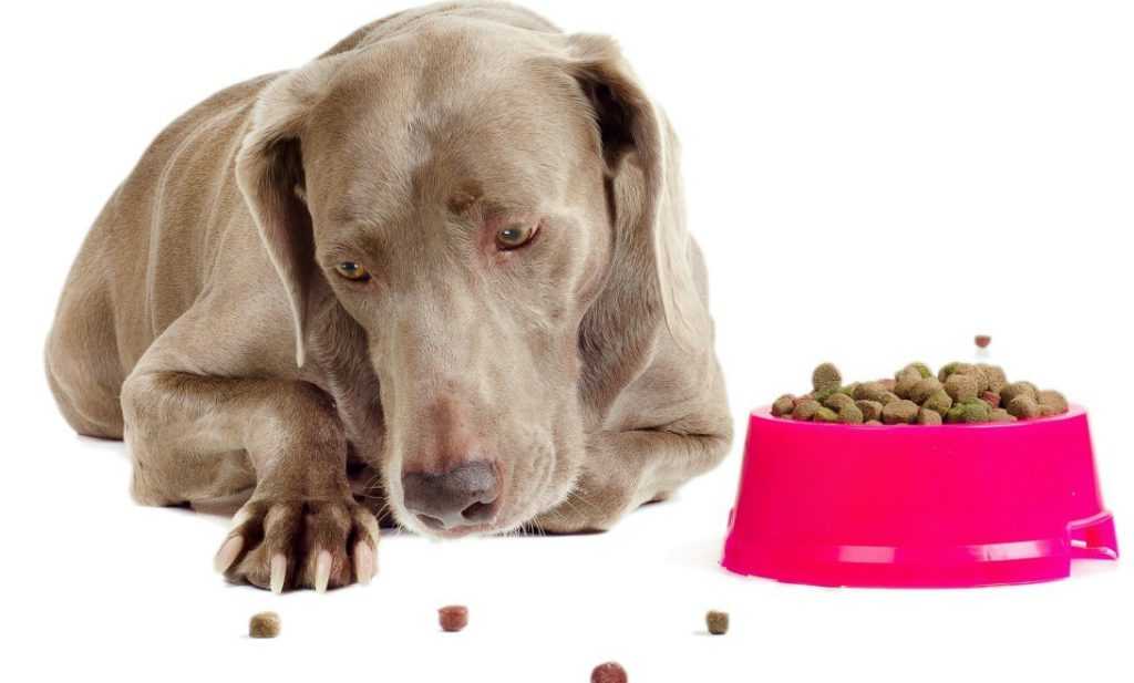 Почему собака не ест: возможные причины и помощь питомцу