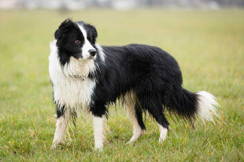 Пастушьи собаки. описание и особенности пастушьих пород собак | животный мир