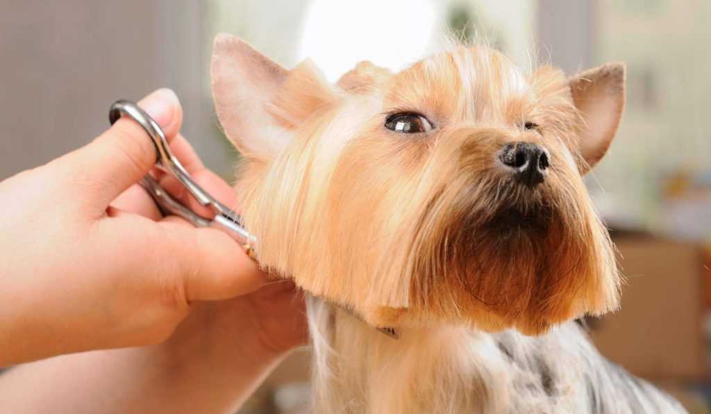 Как подстричь собаку в домашних условиях: модели стрижек, необходимые инструменты, алгоритм стрижки собак в домашних условиях, возможные трудности
