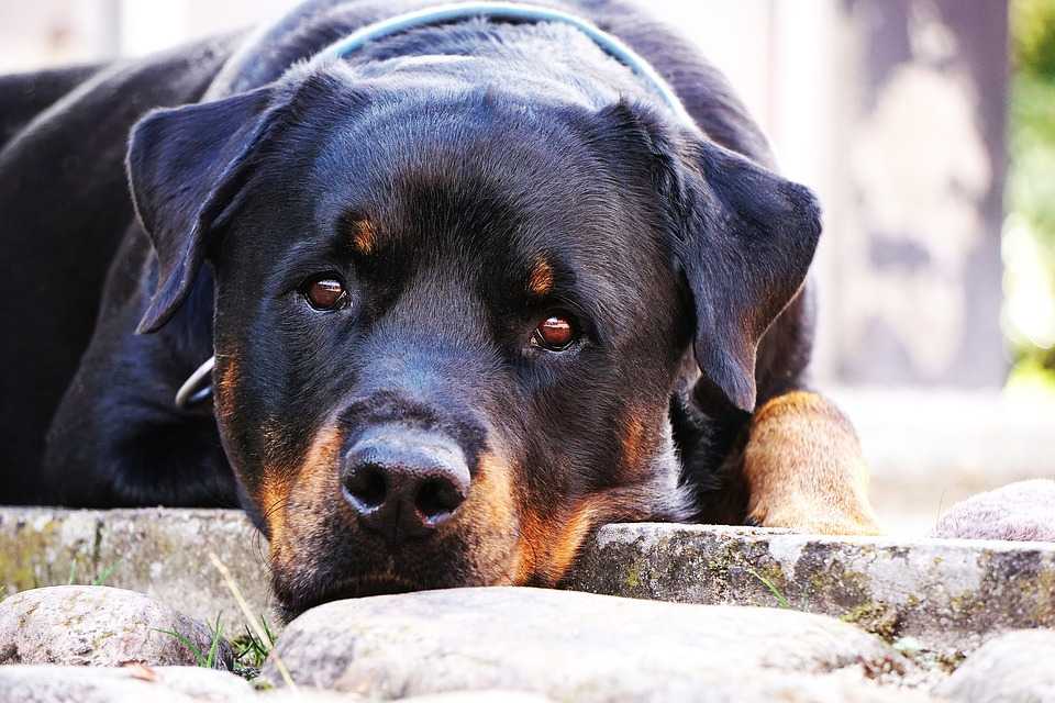 Ротвейлер - порода собак - информация и особенностях | хиллс