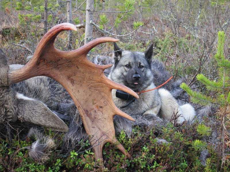 Норвежский лундехунд: описание породы собак с фото и видео