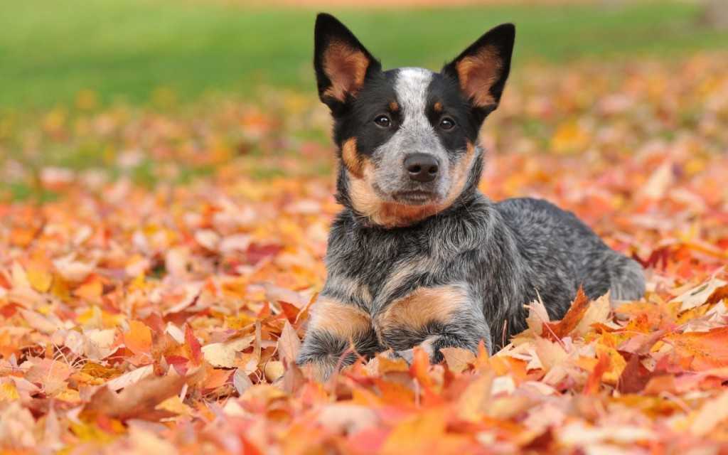 Порода собак ланкаширский хилер и ее характеристики с фото